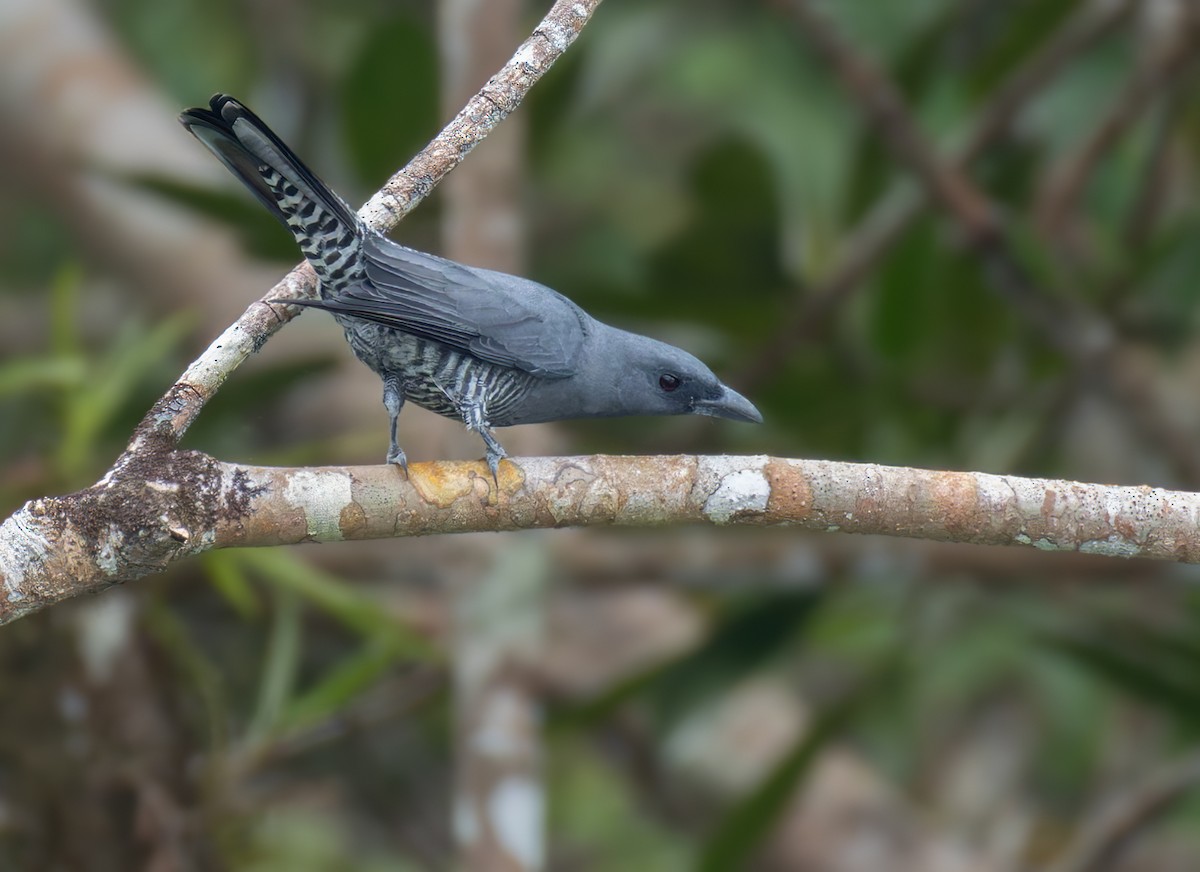 Visayan Cuckooshrike - ML639360947