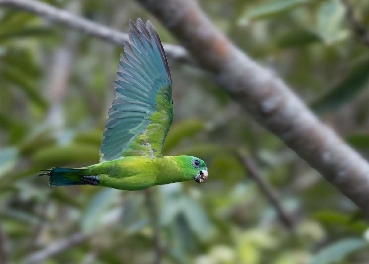 Blue-crowned Racquet-tail (Blue-crowned) - ML639360951