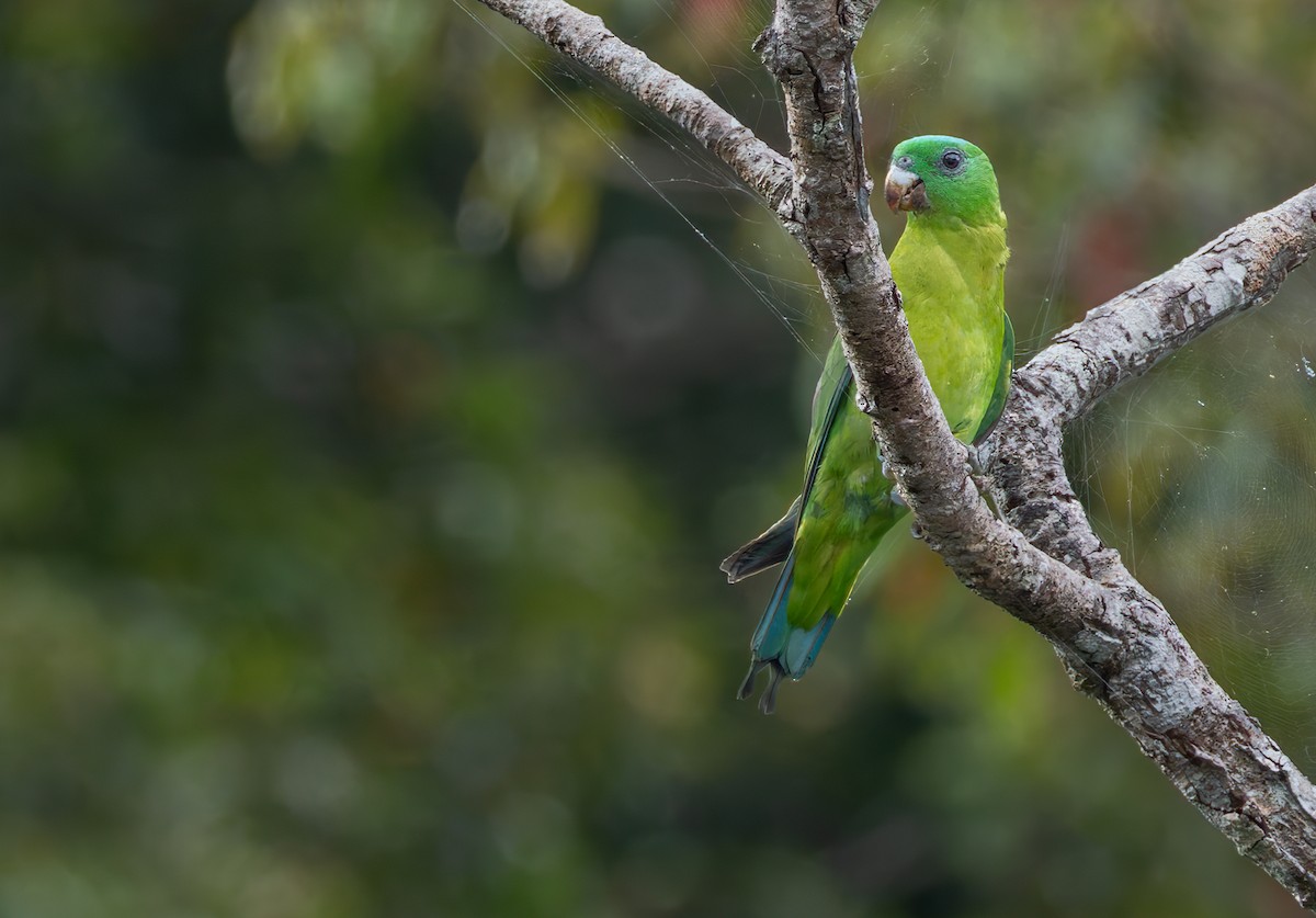 Blue-crowned Racquet-tail (Blue-crowned) - ML639360953