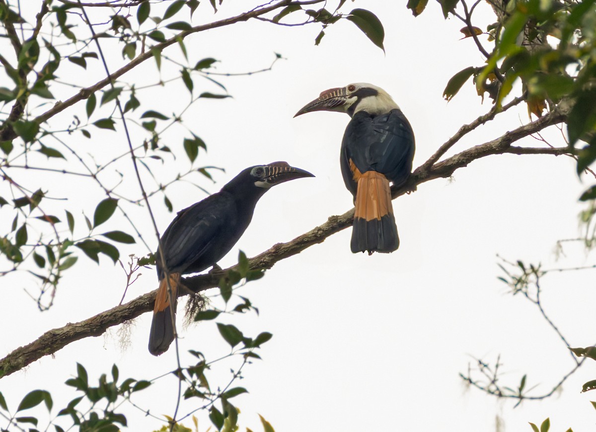 Visayan Hornbill - ML639360963