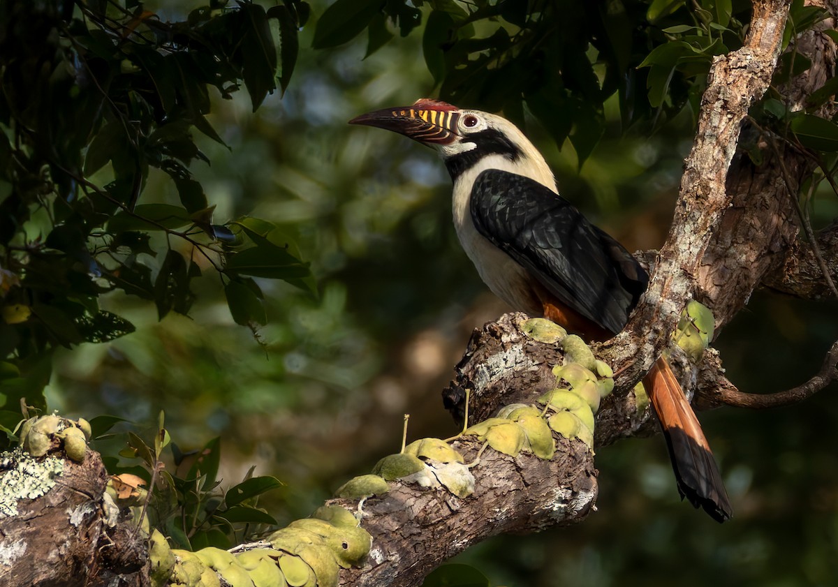 Visayan Hornbill - ML639360964