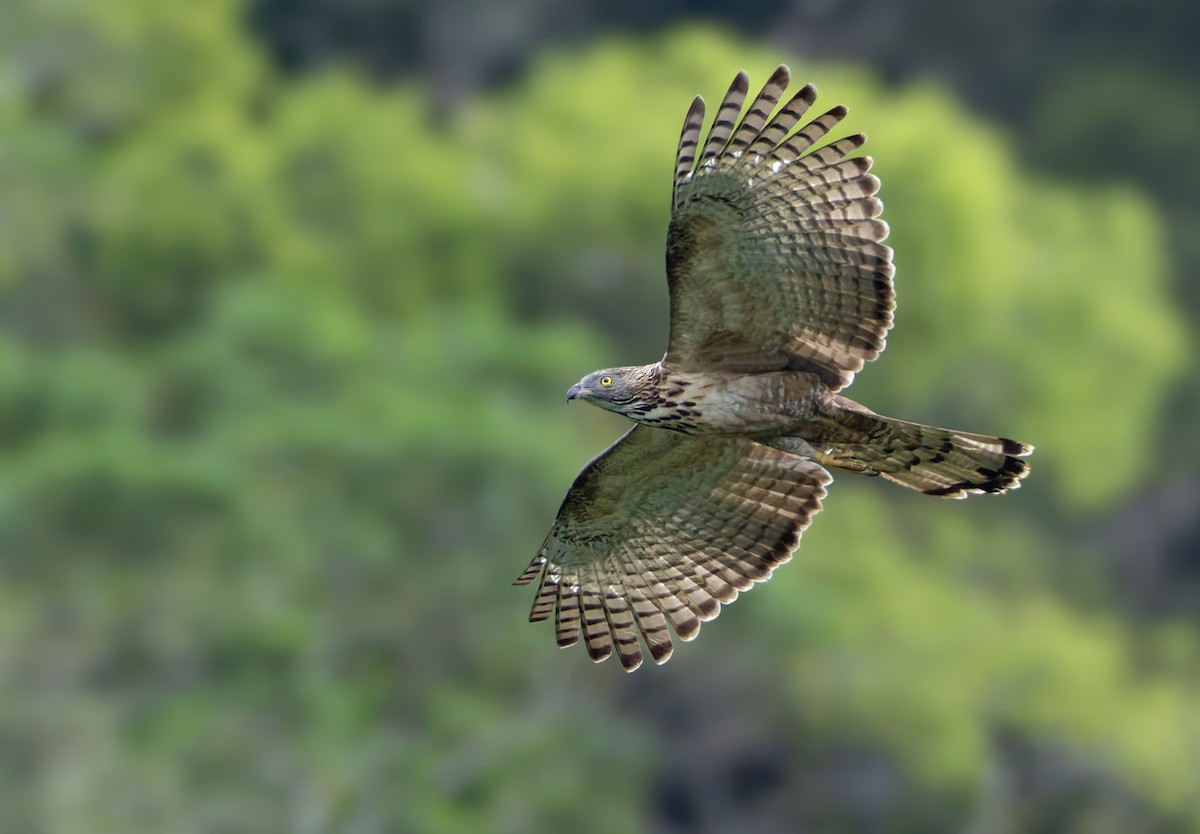 Philippine Honey-buzzard - ML639360968
