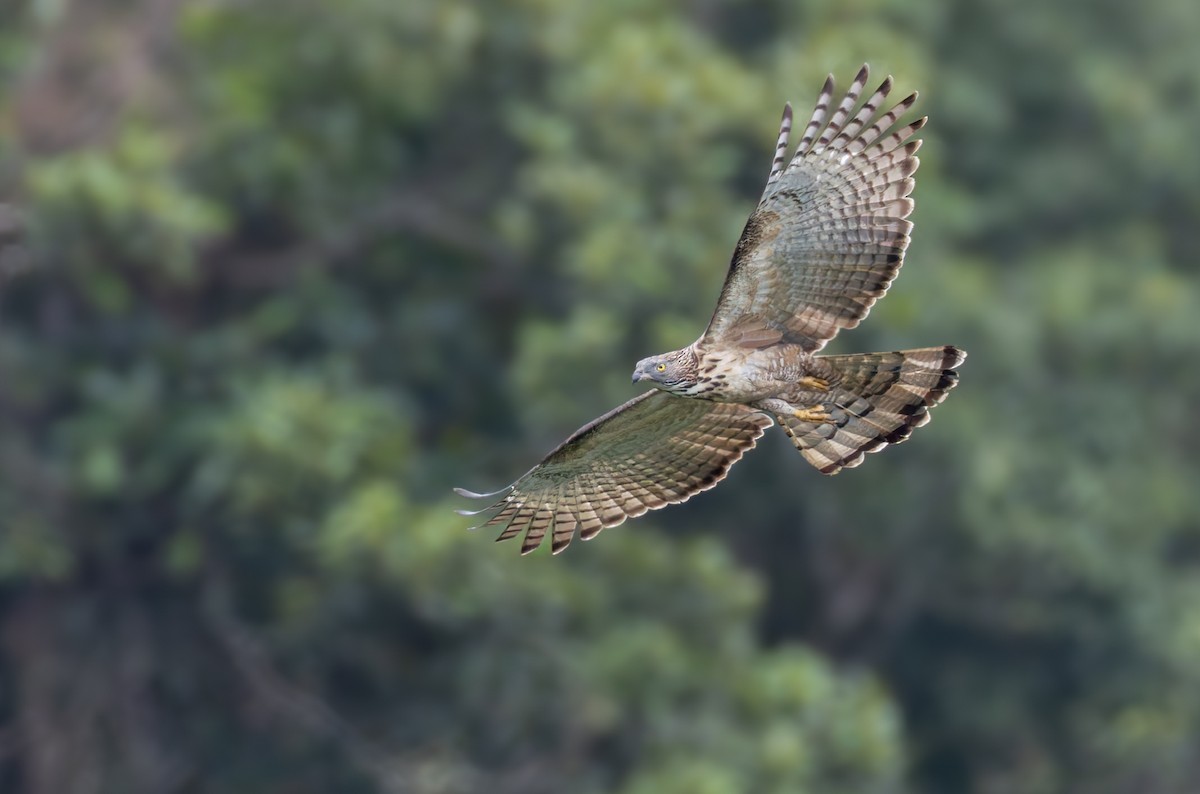 Philippine Honey-buzzard - ML639360969