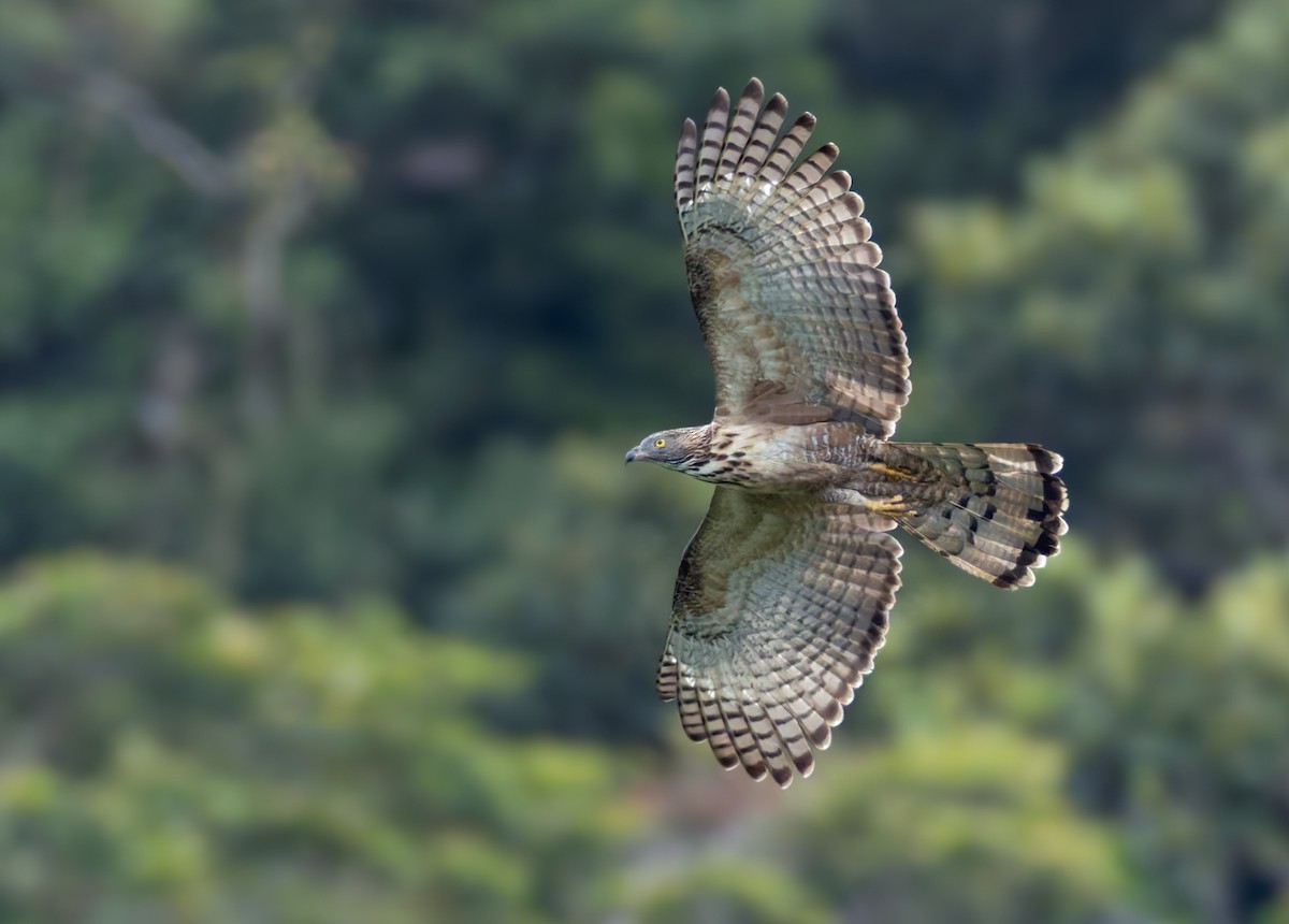 Philippine Honey-buzzard - ML639360970