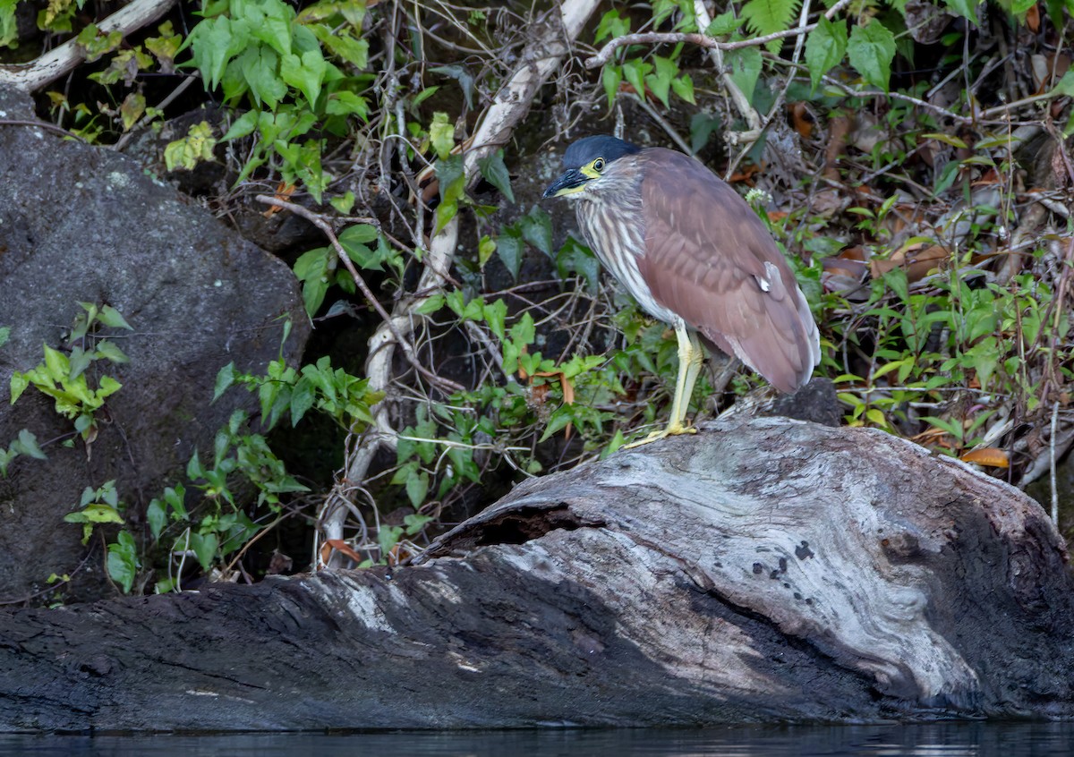 Nankeen Night Heron - ML639360971