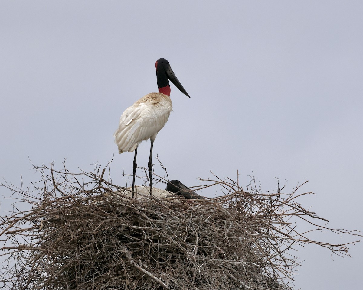 Jabiru - ML639360974