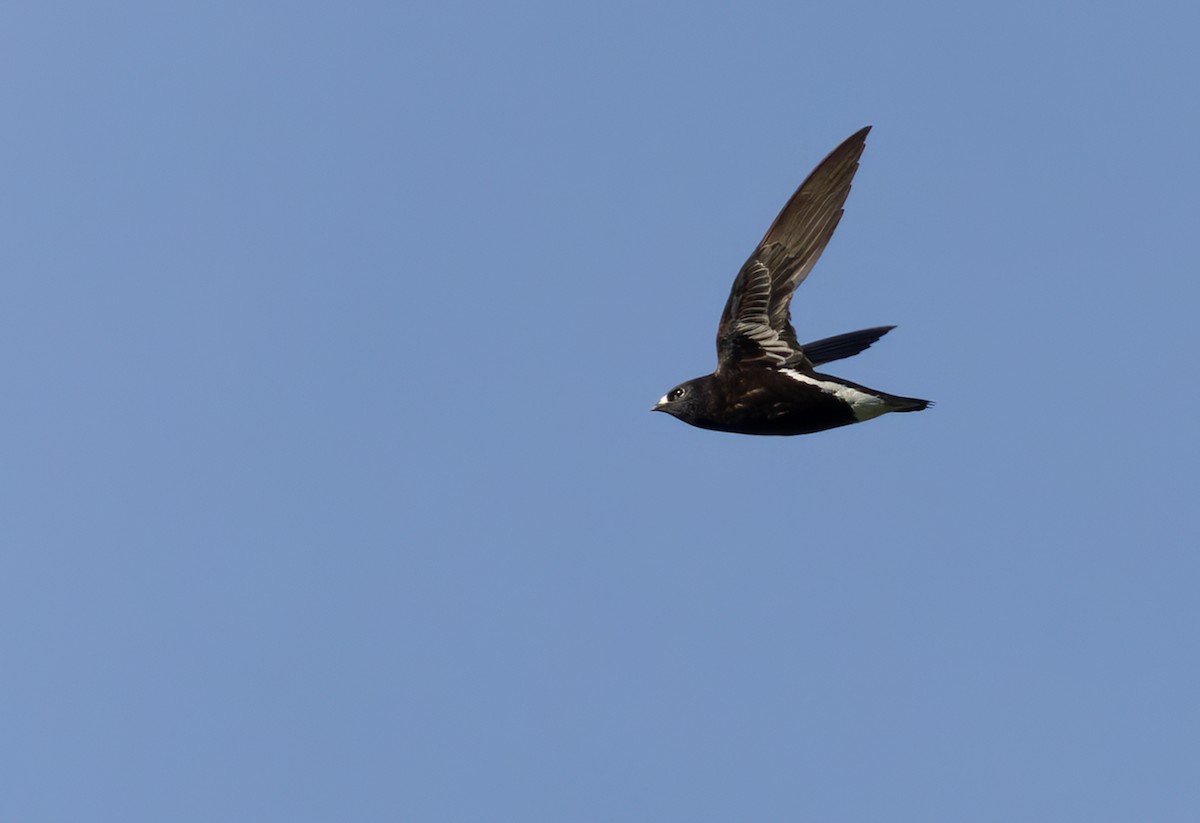 Purple Needletail - ML639360975