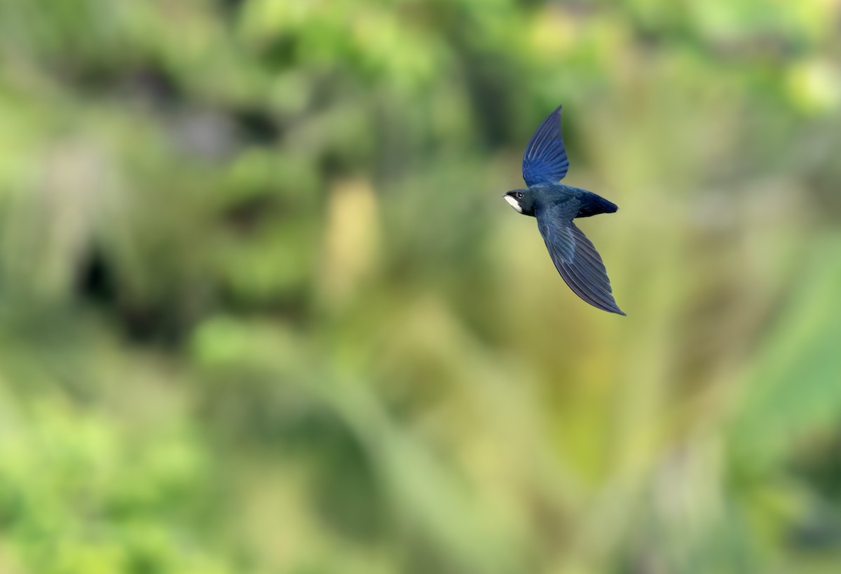 Philippine Spinetail - ML639360981