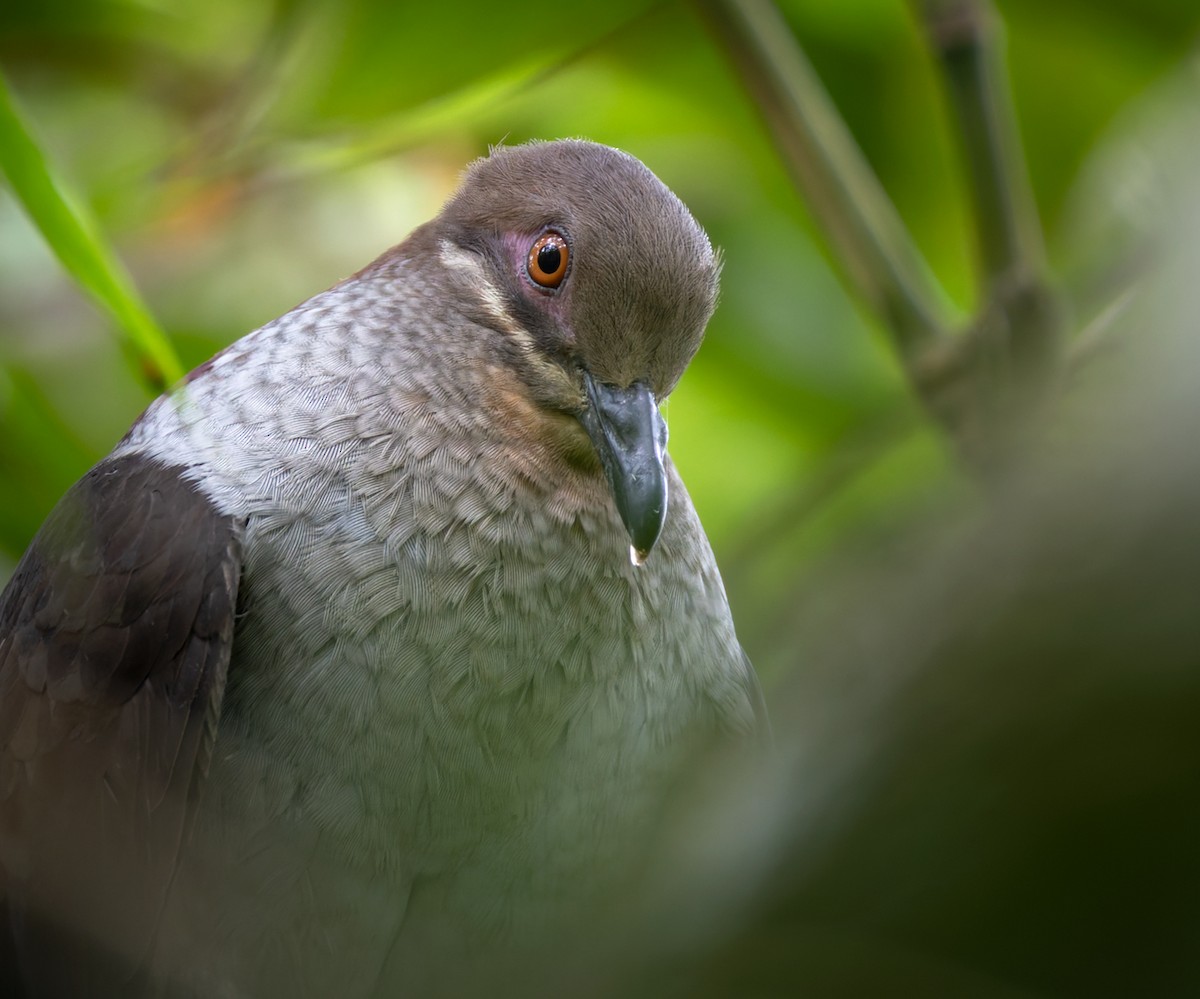 Amethyst Brown-Dove (Gray-breasted) - ML639360982
