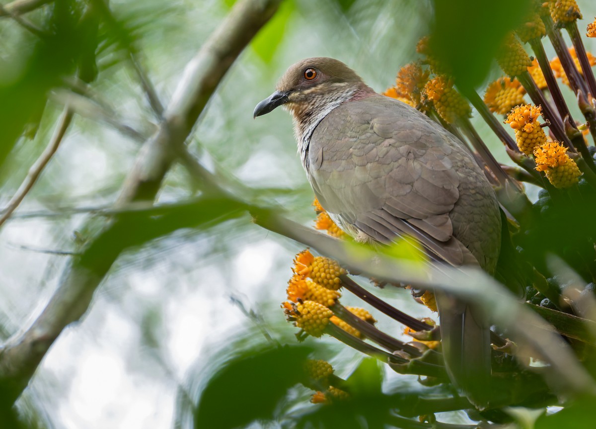 Amethyst Brown-Dove (Gray-breasted) - ML639360983