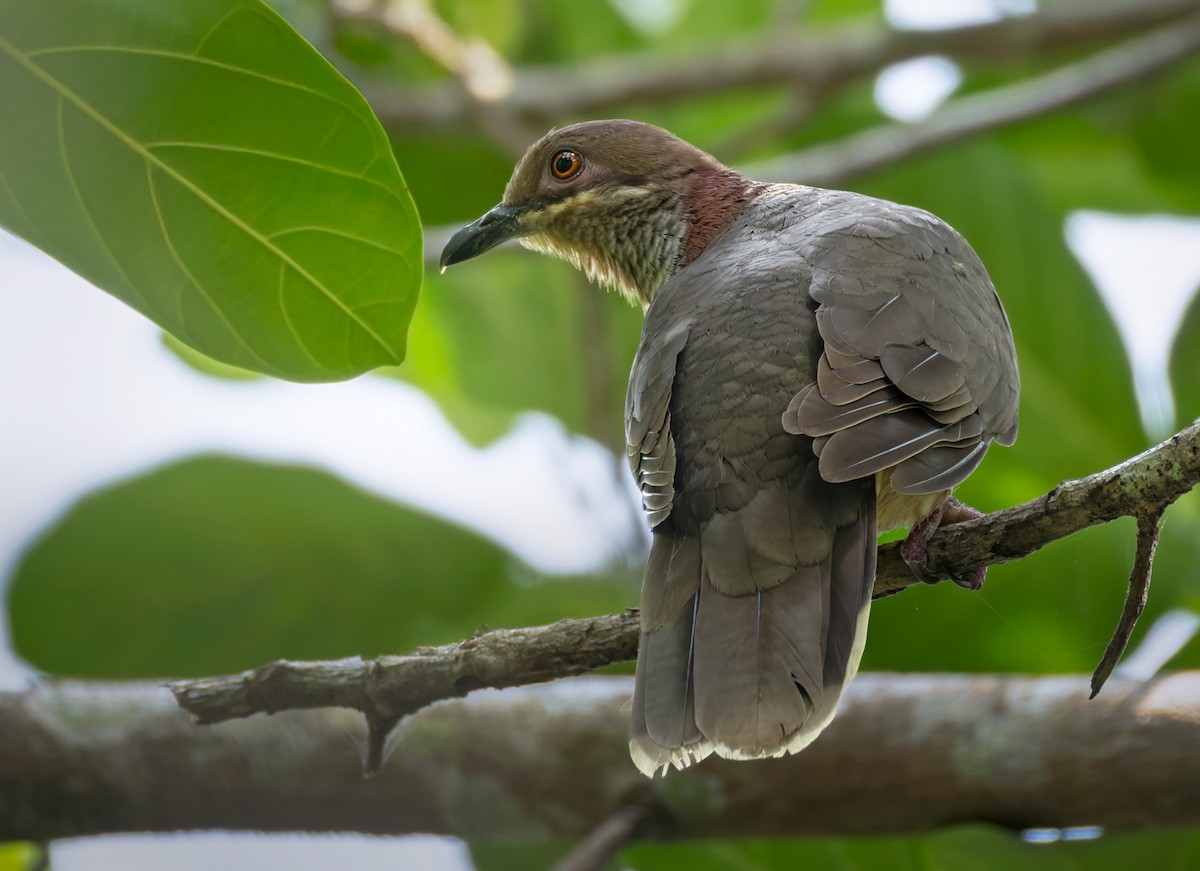 Amethyst Brown-Dove (Gray-breasted) - ML639360984