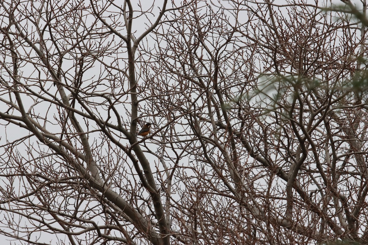 Eastern Spinebill - ML639360995