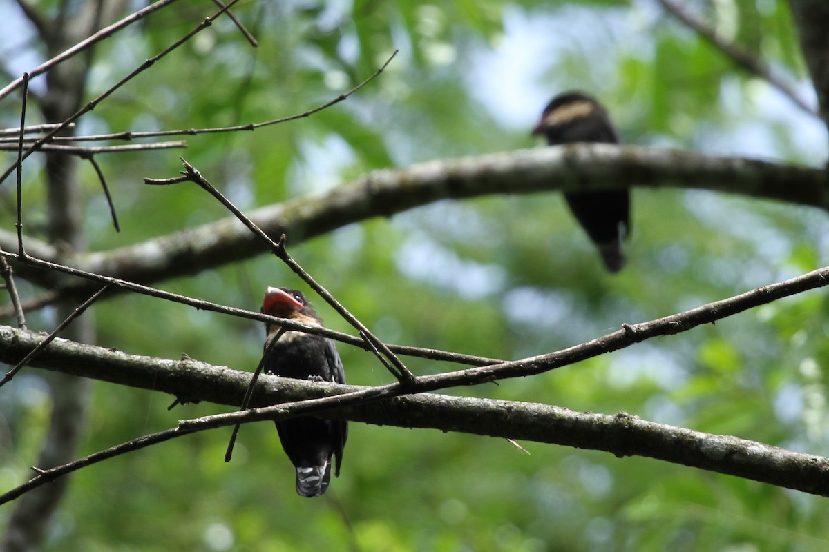 Dusky Broadbill - ML639360998