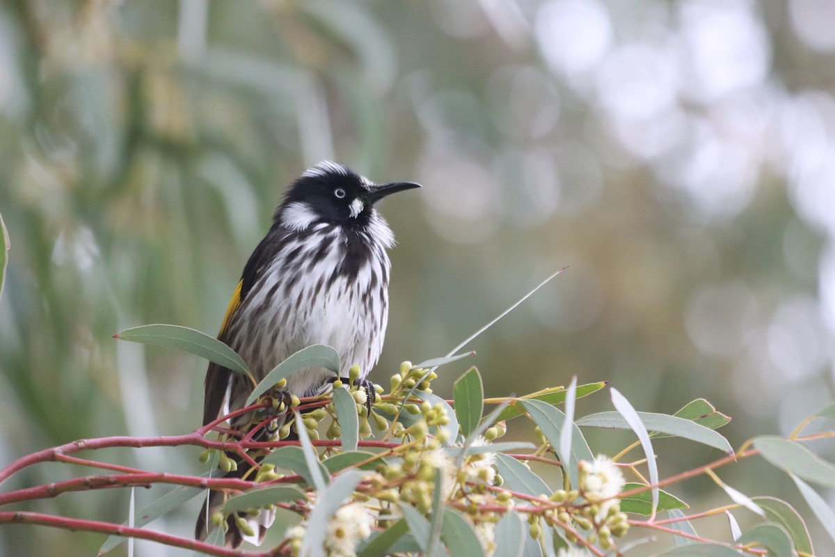 New Holland Honeyeater - ML639361008