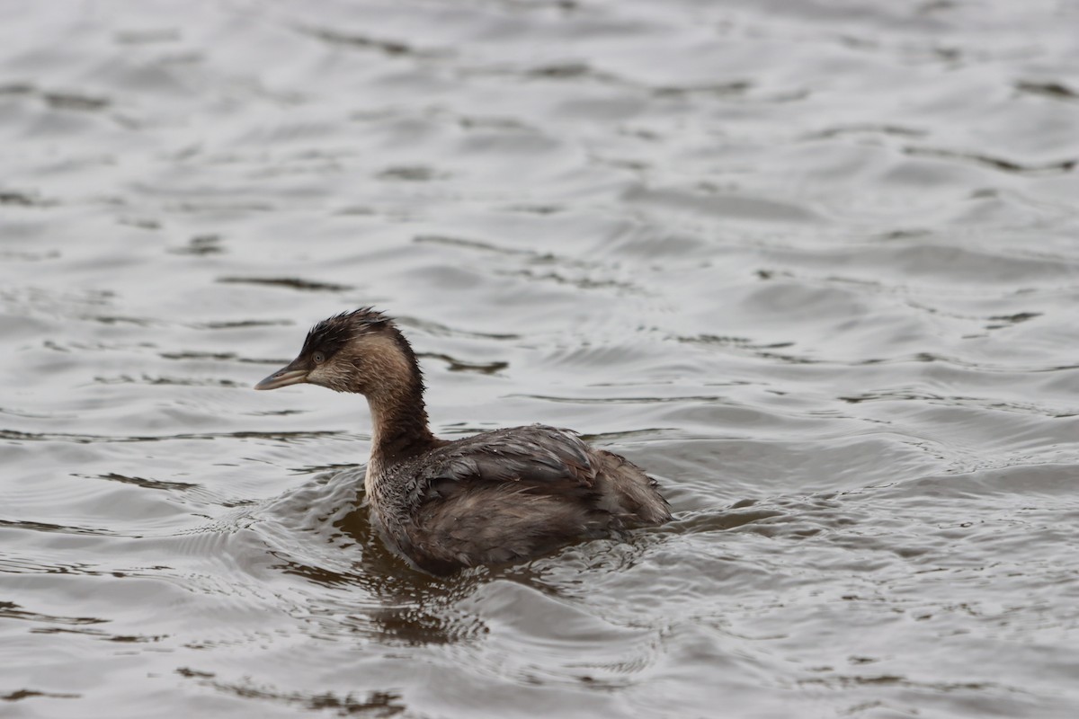 Hoary-headed Grebe - ML639361018