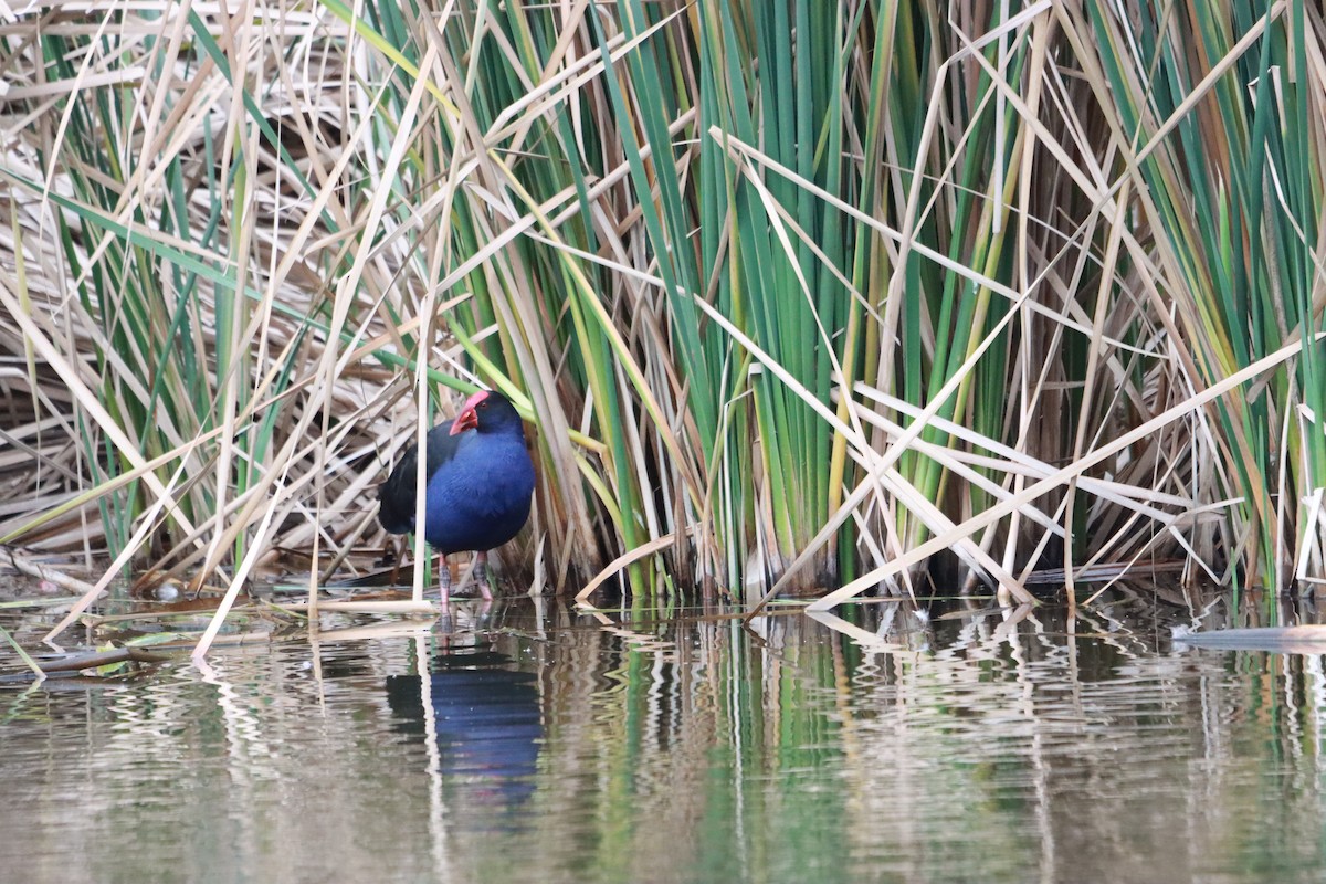 Australasian Swamphen - ML639361058