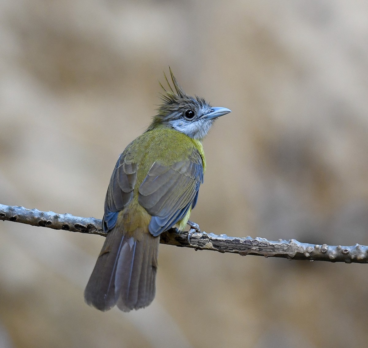 White-throated Bulbul - ML639361066