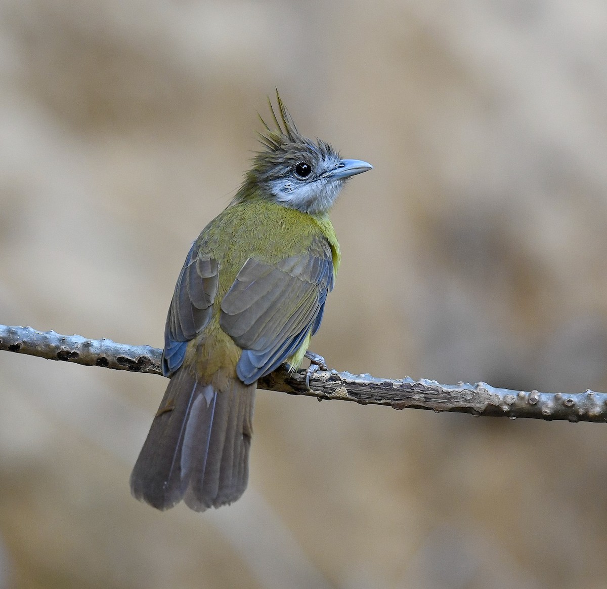 White-throated Bulbul - ML639361067