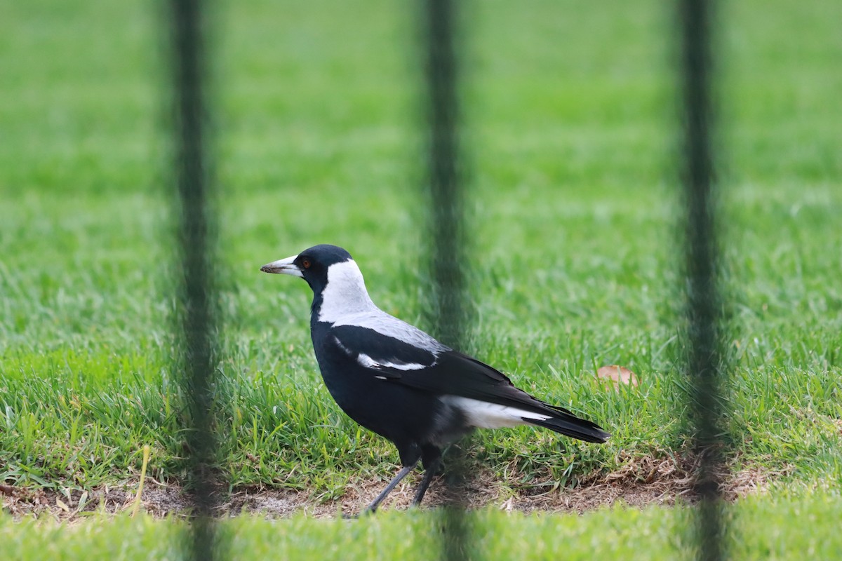 Australian Magpie - ML639361075