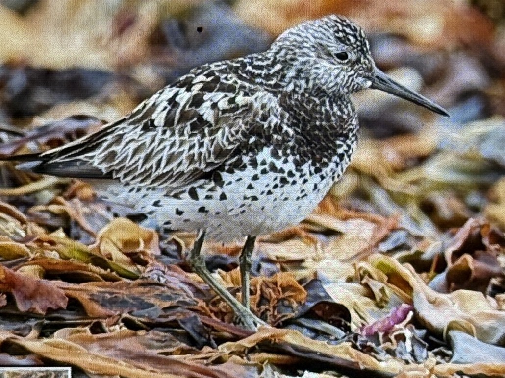 オバシギ - ML639361081