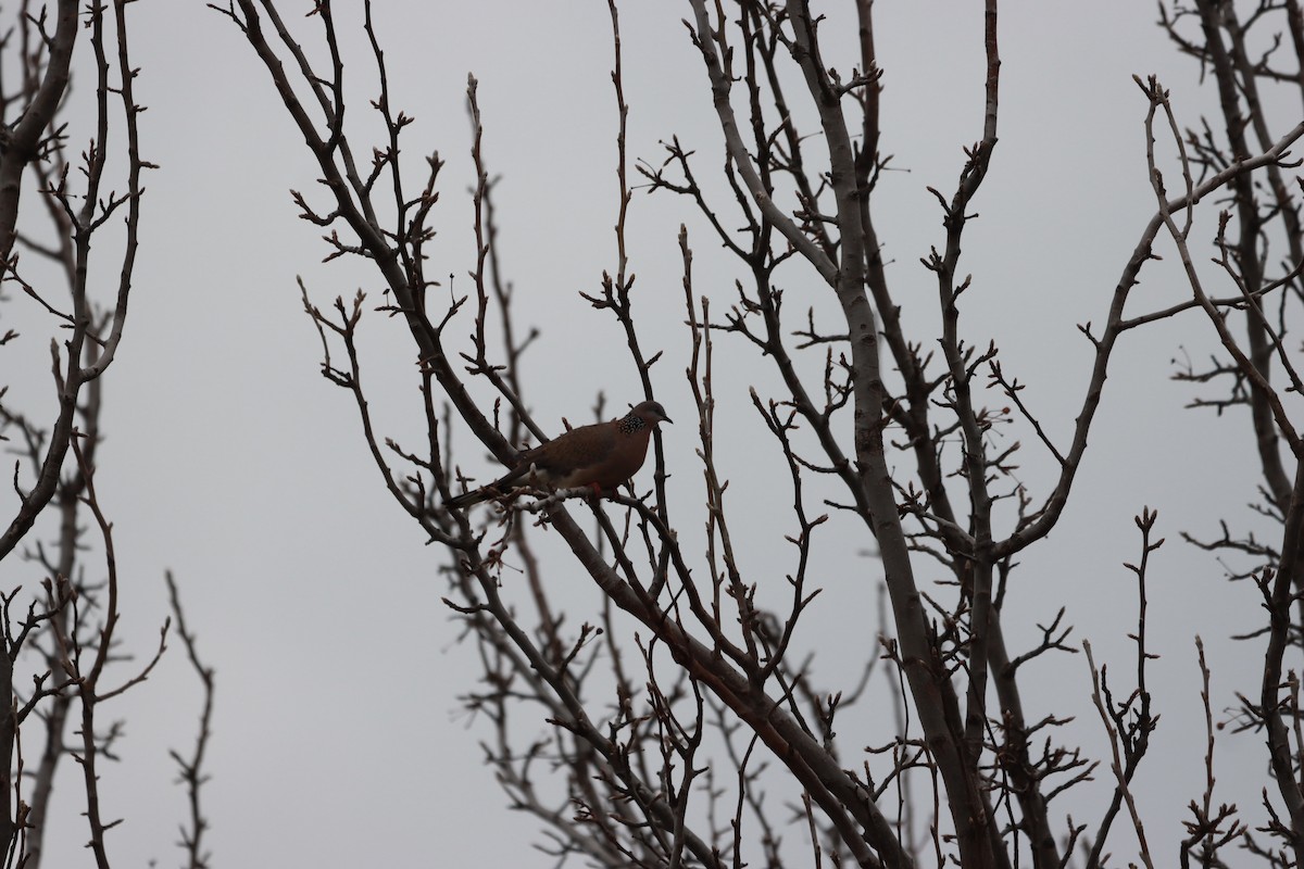 Spotted Dove - ML639361106