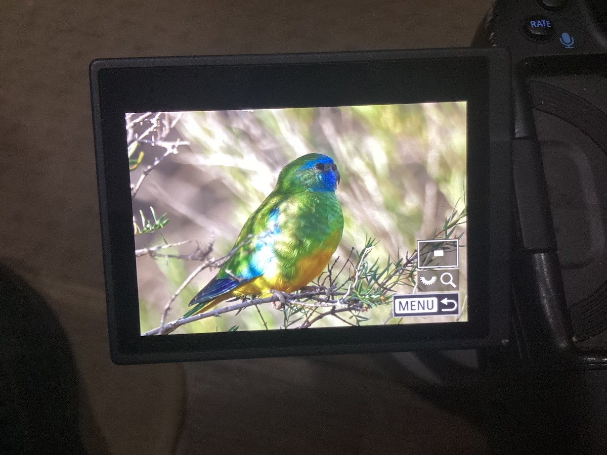 Scarlet-chested Parrot - ML639361124