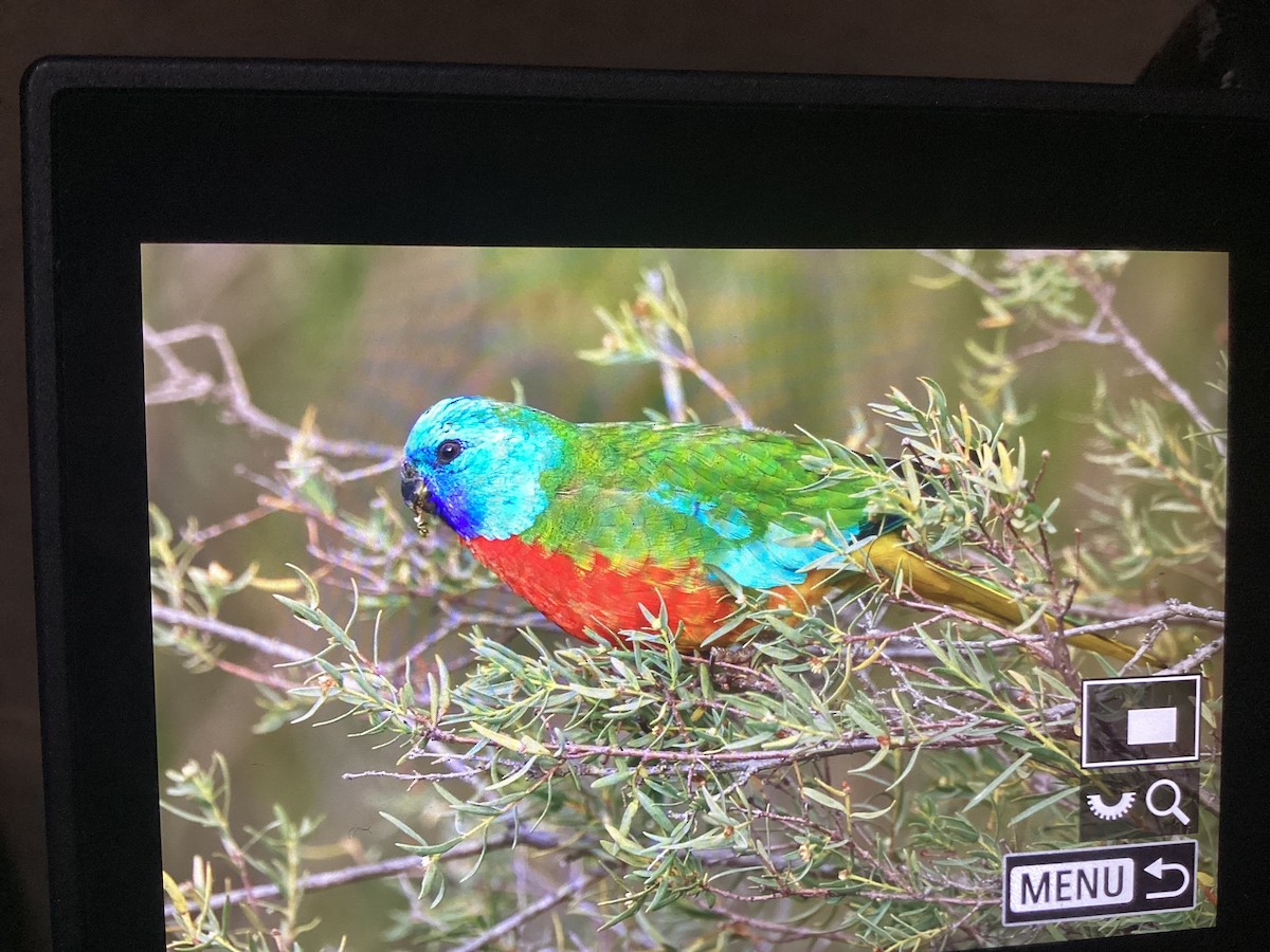 Scarlet-chested Parrot - ML639361125