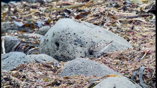 Great Knot - ML639361128