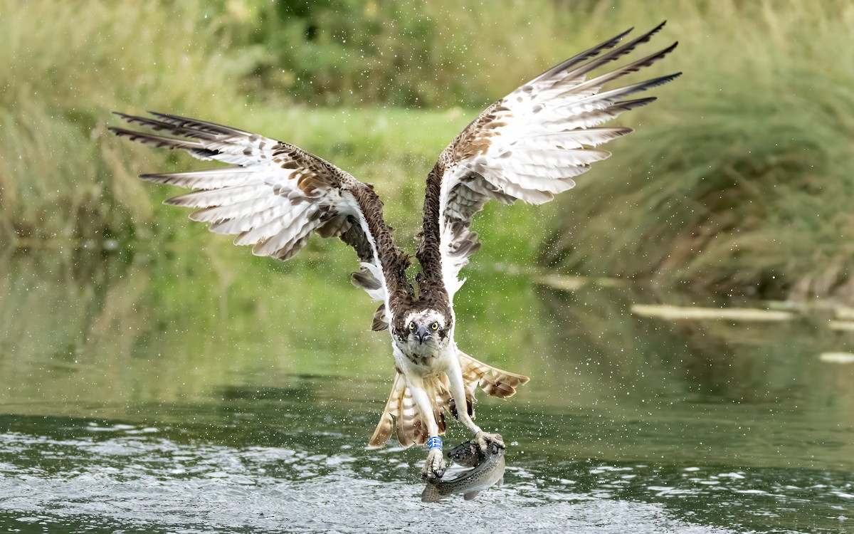 Osprey - ML639361151