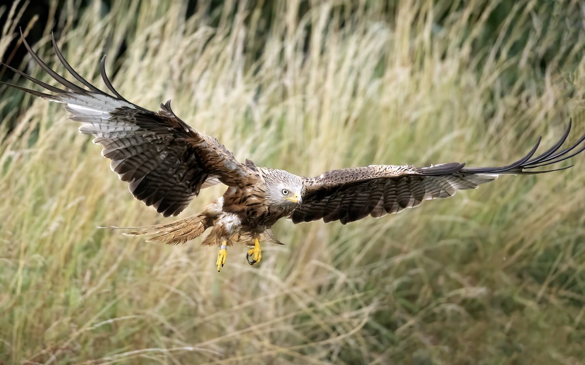 Red Kite - ML639361159