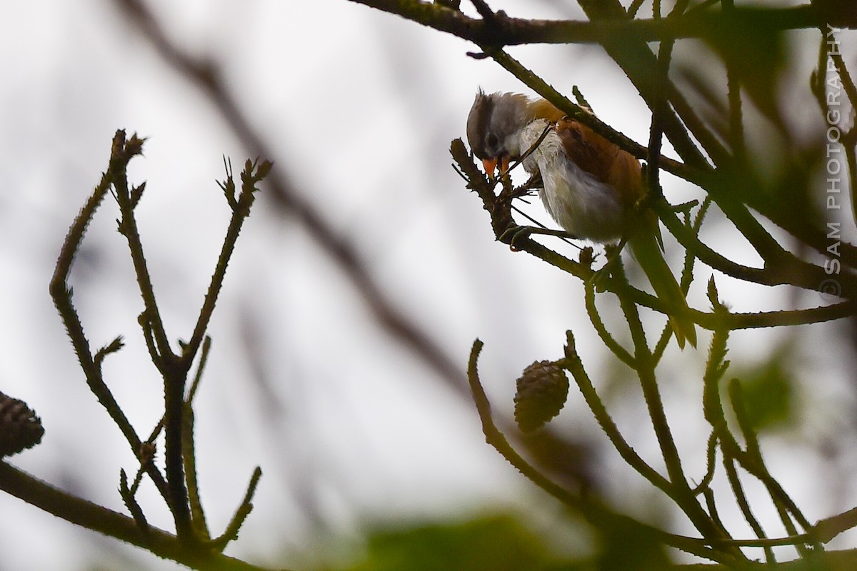 Gray-headed Parrotbill - ML639361185