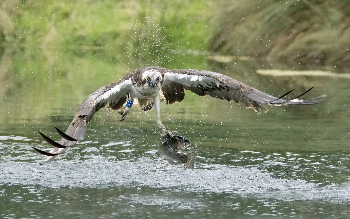 Osprey - ML639361201