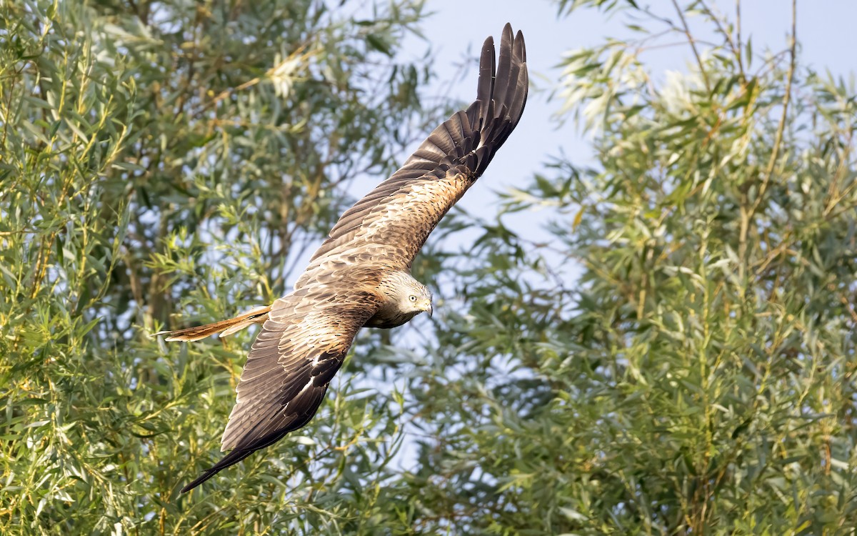 Red Kite - ML639361383