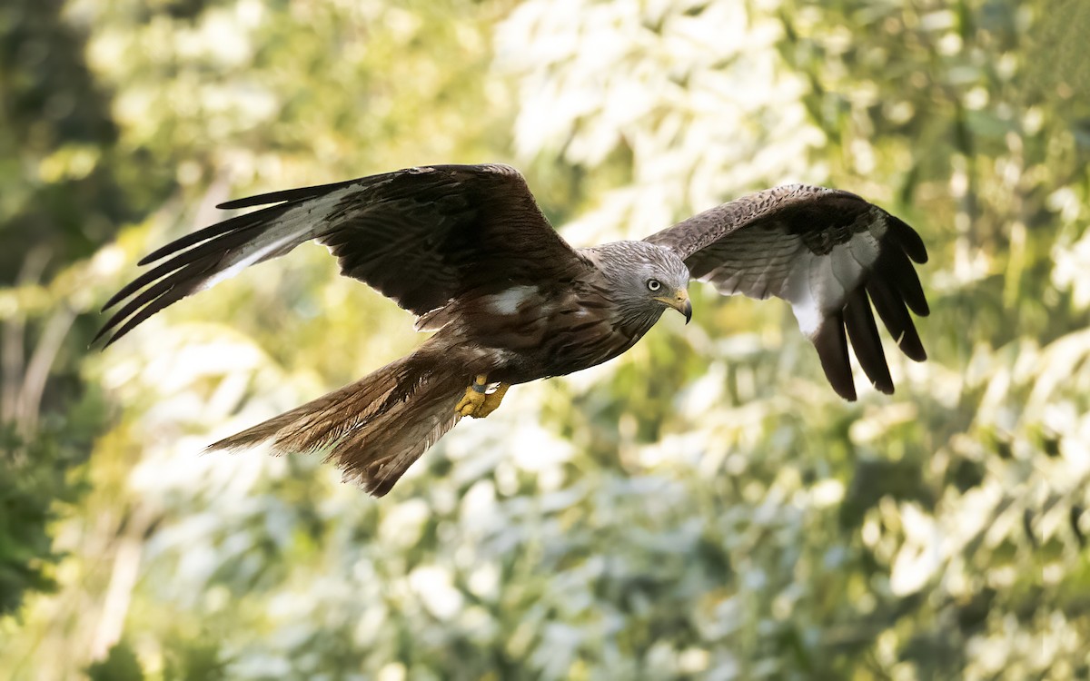 Red Kite - ML639361385