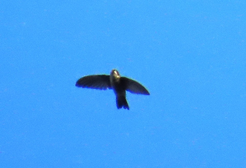 Glossy Swiftlet - ML639361416