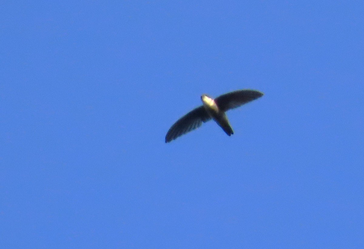 Glossy Swiftlet - ML639361417