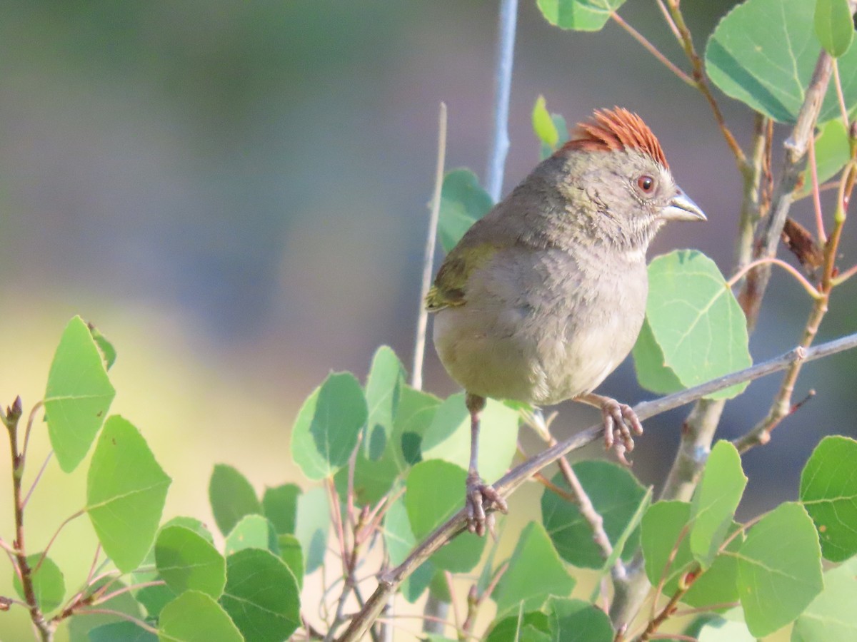 Green-tailed Towhee - ML639361490