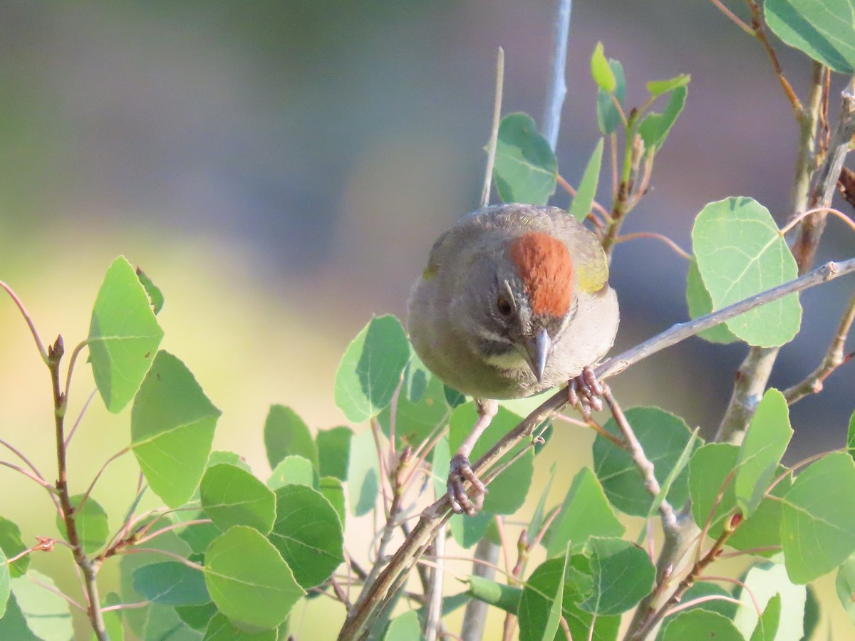 Green-tailed Towhee - ML639361491