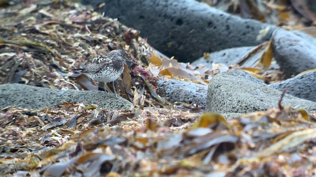 Great Knot - ML639361505