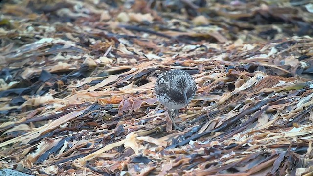 Great Knot - ML639361506