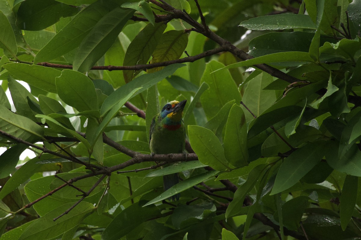 Taiwanbartvogel - ML639361554