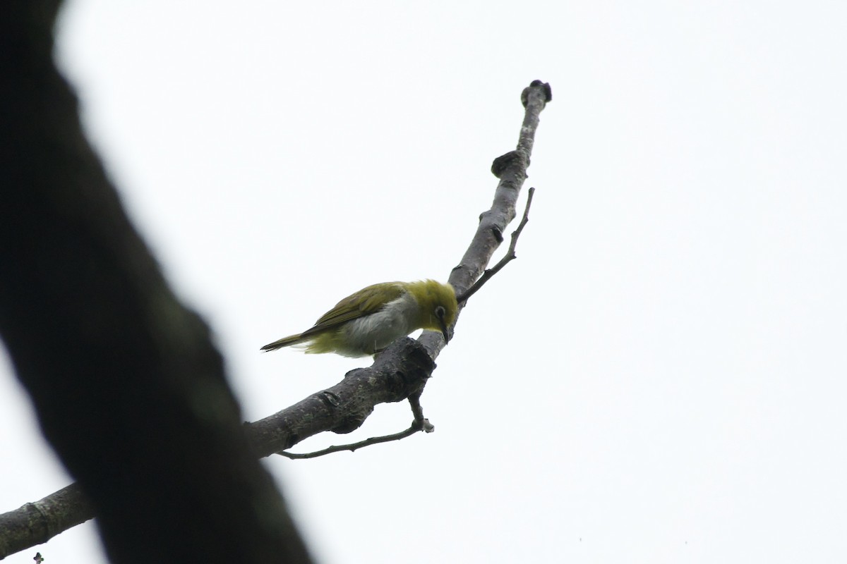 Swinhoebrillenvogel - ML639361576