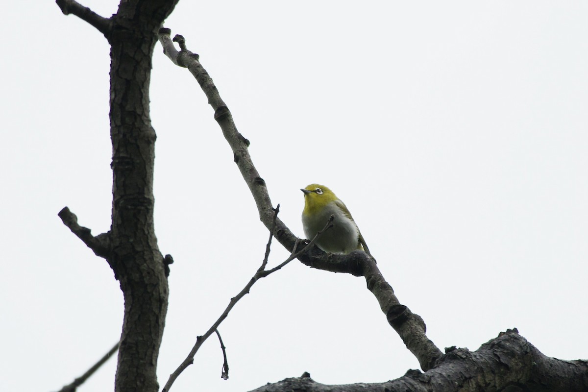 Swinhoebrillenvogel - ML639361577