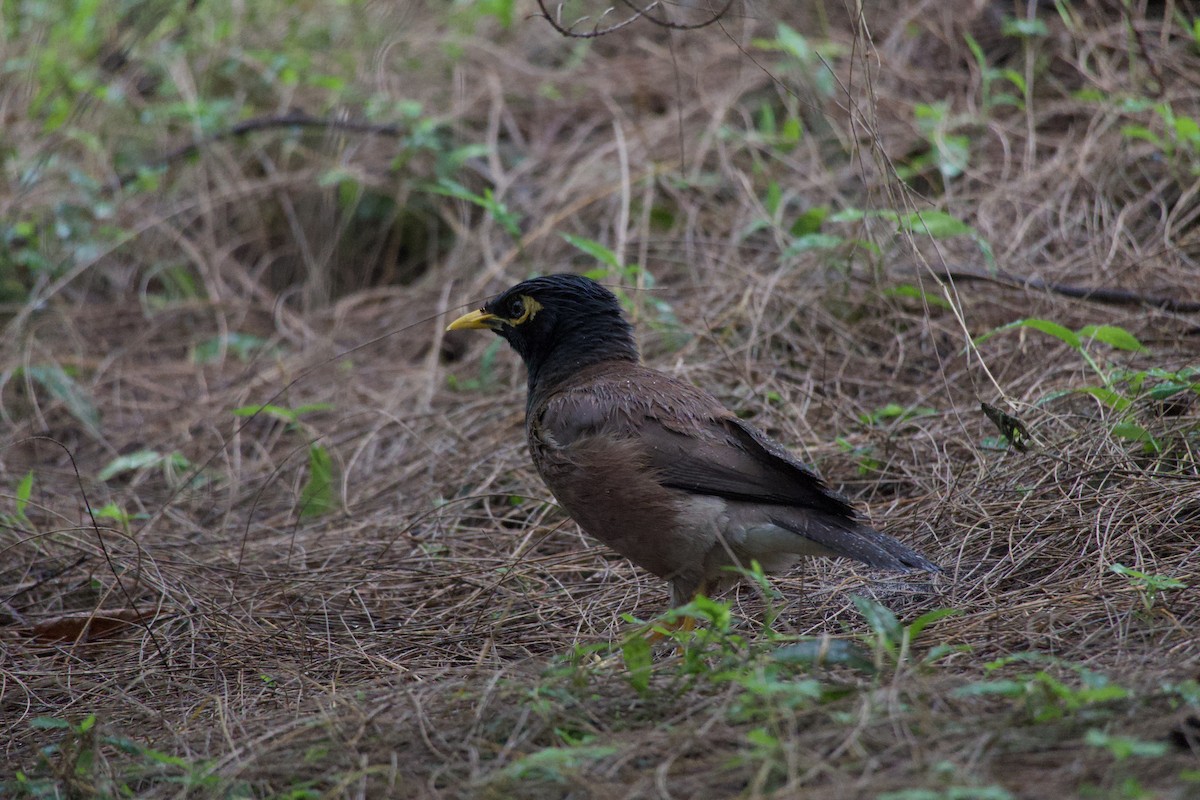 インドハッカ - ML639361580
