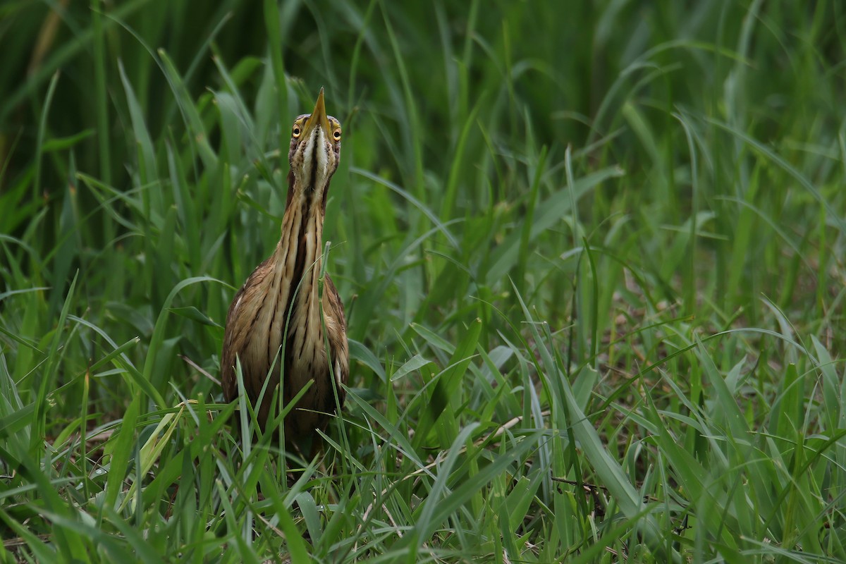 Cinnamon Bittern - ML639361633