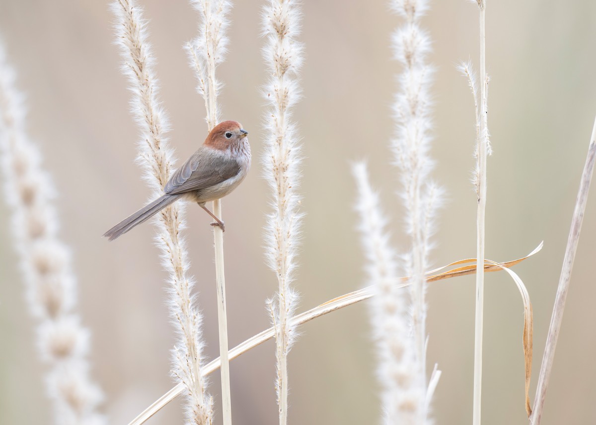Eye-ringed Parrotbill - ML639361855