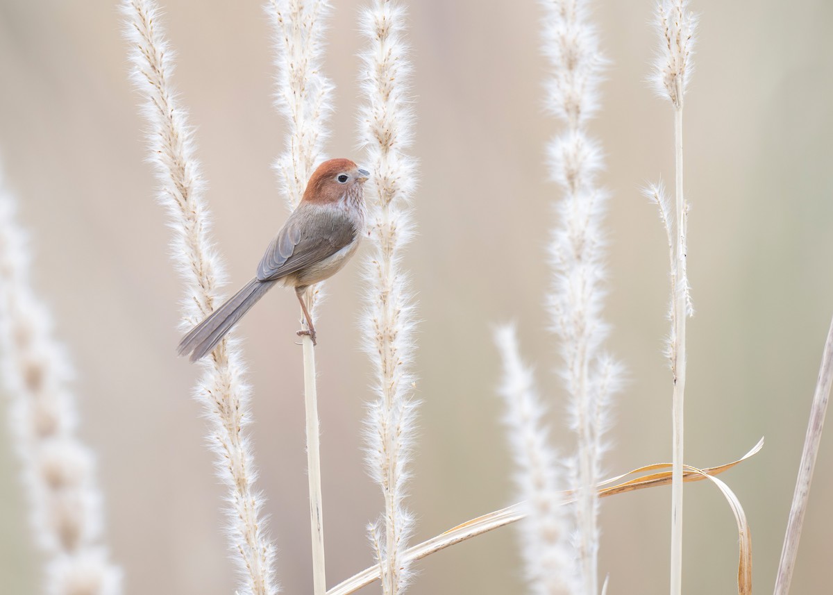 Eye-ringed Parrotbill - ML639361856
