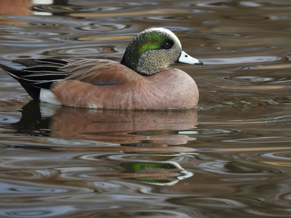 American Wigeon - Mary Rumple