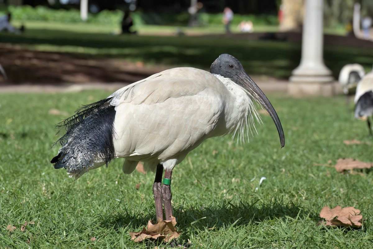 Australian Ibis - ML639361952