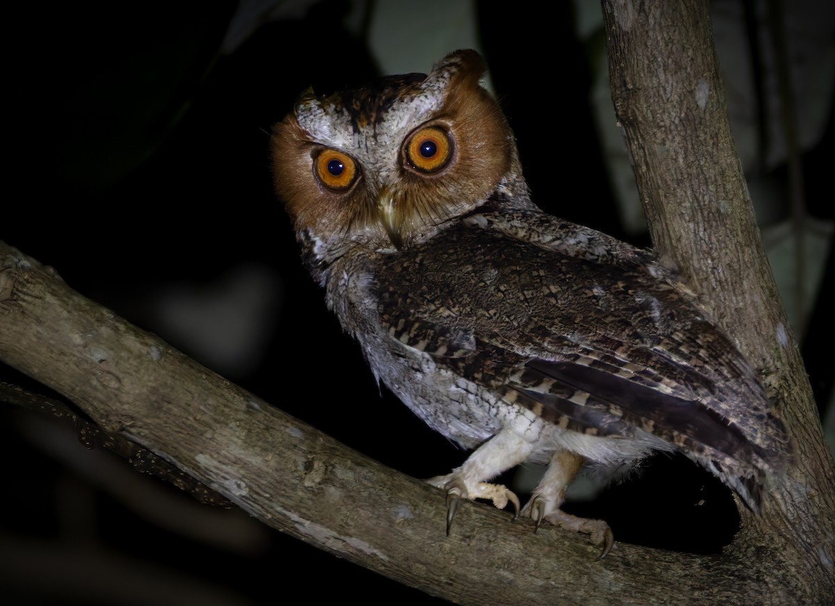 Negros Scops-Owl - ML639362016